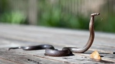 snake bite