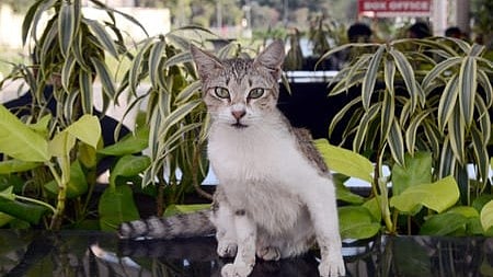 cat