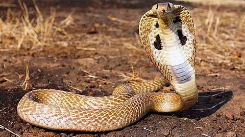 Snake