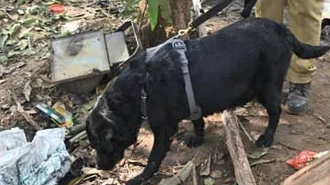 cadaver dogs
