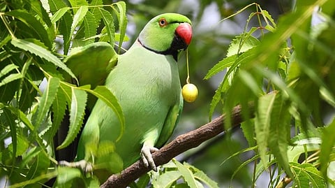 Parrot