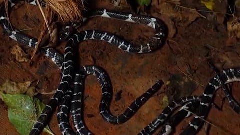 snake