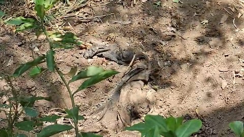 Nedumkanadam Murder
