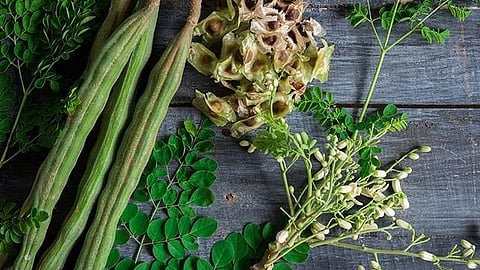 Moringa Seeds