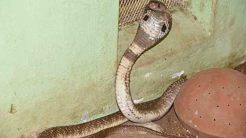 Cobra