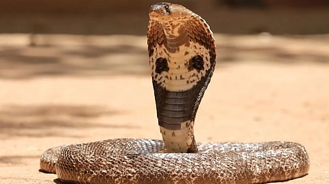 Cobra
