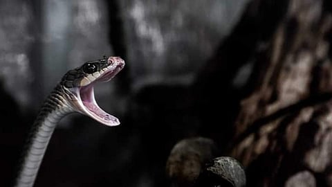 snake bite
