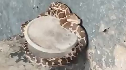 A group of pythons on the wall of Ayyanthol Karthiyani Temple, video