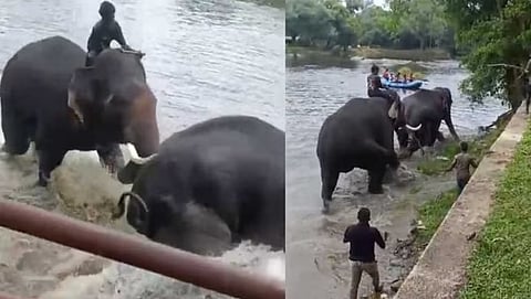 Tourist Trampled Under Two Fighting Elephants At Karnataka Wildlife Camp