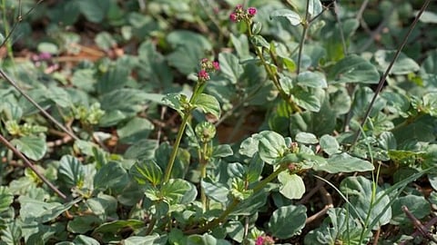Thazhuthama Tea