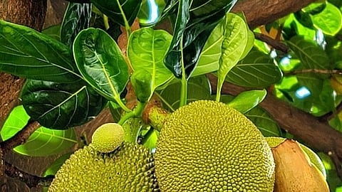 Jackfruit leaves, Diabetes