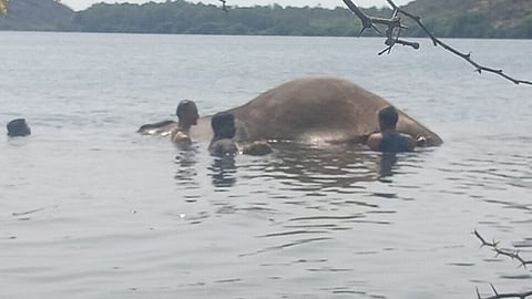 Chillikomban