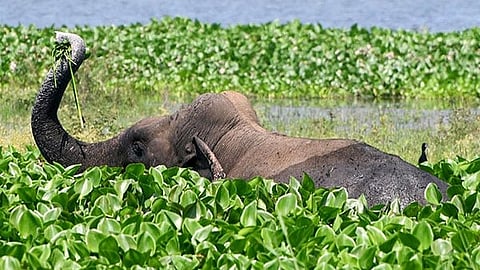 elephant attack