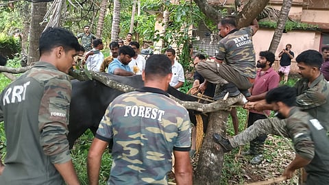 Buffalo that was spreading terror near railway station subdued