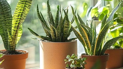 indoor plants