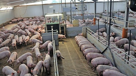 Pigs Farm