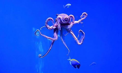 Image of octopus