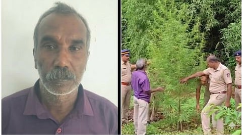 Cannabis grown in backyard seized