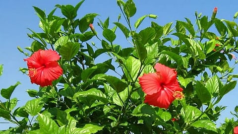 Hibiscus Flower for hair care