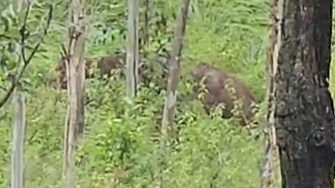 Munnar_Elephant