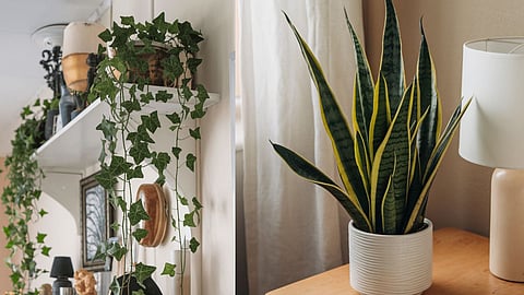 Indoor plants for better sleep