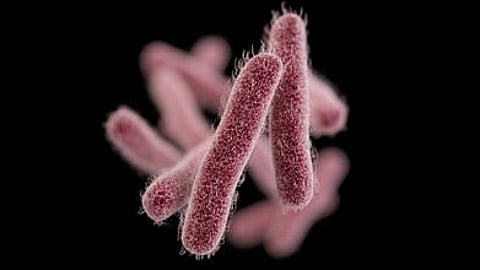 Shigella Outbreak