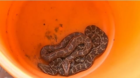 Pythons