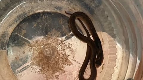 Bitten by cobra on shoe