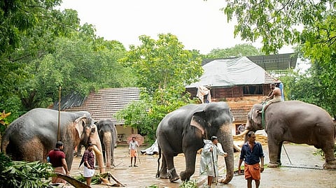 Nandan Elephant