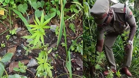 Cannabis Plants