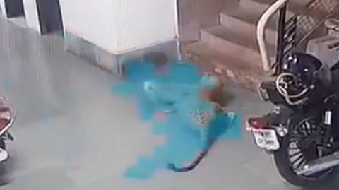Leopard Kills Dog At IIT Bombay