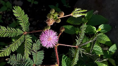 Thottavadi Health Benefits