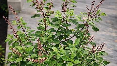 Tulsi for weight loss