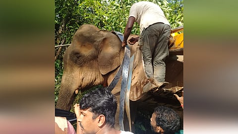 Wild elephant