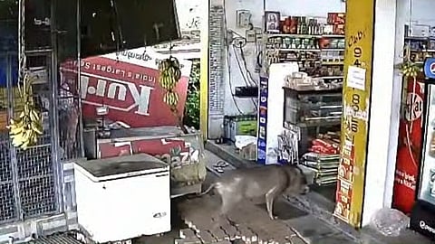 pig