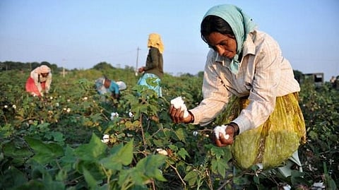 Cotton Corporation of India