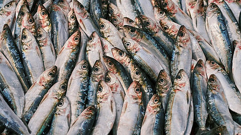 sardines