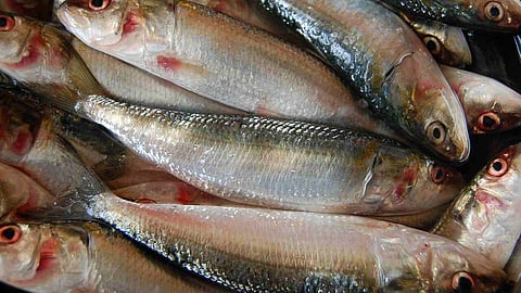 sardine