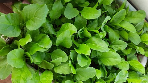 Palak Spinach