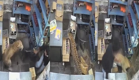Leopard Wanders Into Liquor Store In Rajasthan Town