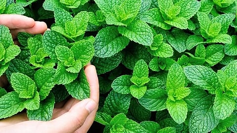 fresh mint health benefits