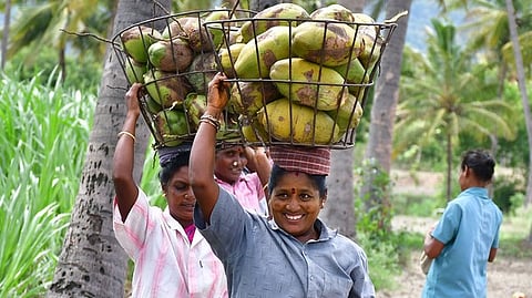 Coconut Development Board