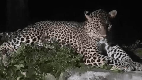 Leopard Cub In Valparai