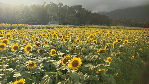 Sunflower Bloom Nettara.