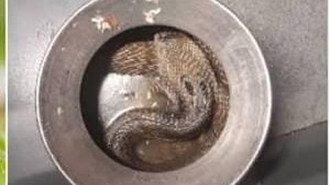 Pet Cat Saves Family by Cornering Deadly Cobra Inside Kitchen Rice Pot
