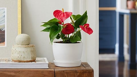 mini anthurium