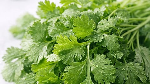 coriander leaves