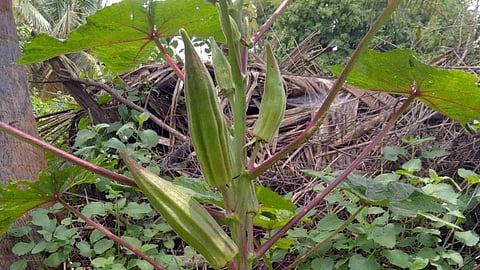 okra