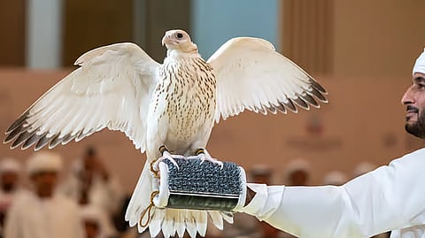 Rare pure-white falcon sells for Rs 3.85 crore at Abu Dhabi auction