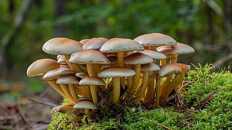 MUSHROOM HEALTH BENEFITS